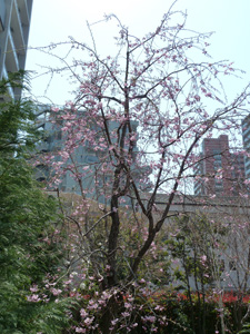 しだれ桜